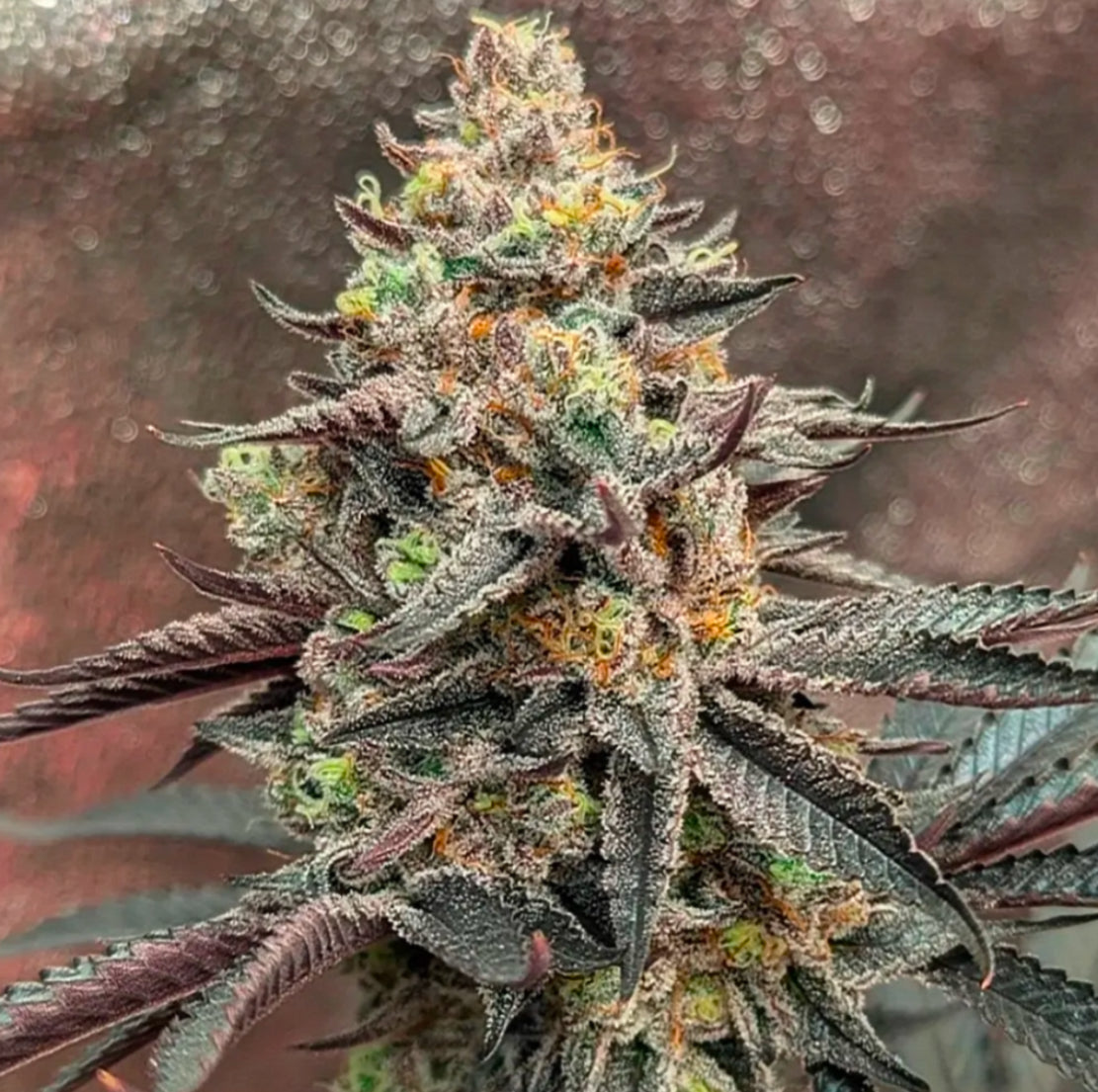 Blackberry Kushbreath